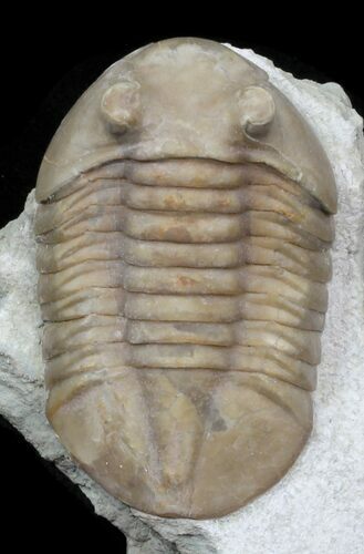Rarely Seen Asaphus bottnicus Trilobite - Russia #31305